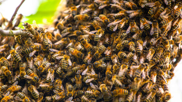 Großer Bienenschwarm sitzt auf Ast