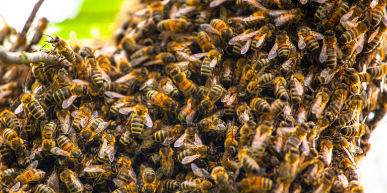 Großer Bienenschwarm sitzt auf Ast