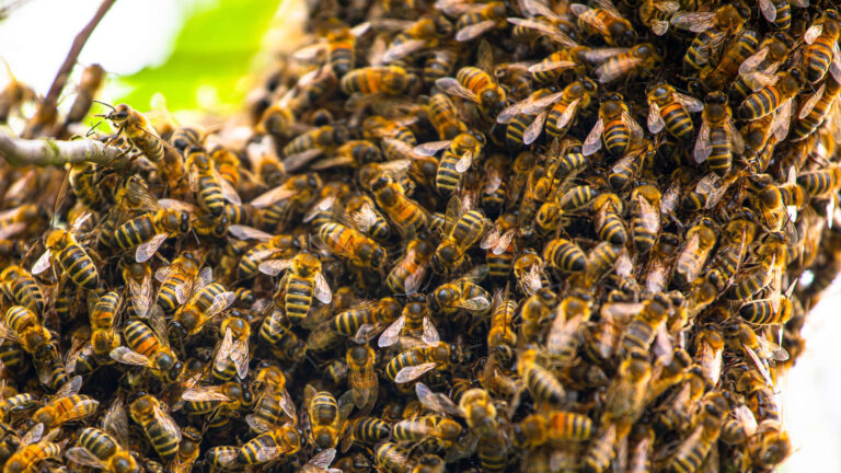 Bienenschwarm-Notruftelefon Titelbild Großer Bienenschwarm sitzt auf Ast