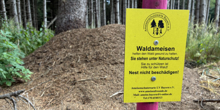 Hinweisschild: Waldameisen stehen unter Naturschutz