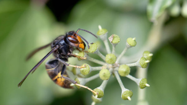 Wespe sitzt auf Pflanze