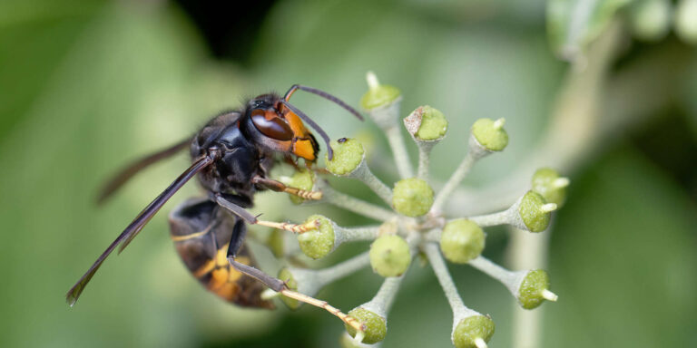 Wespe sitzt auf Pflanze