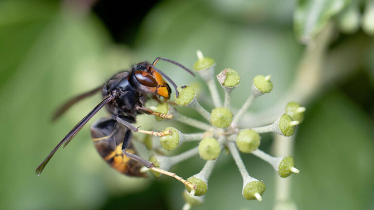 Titelbild Bekämpfung invasiver Arten Wespe sitzt auf Pflanze
