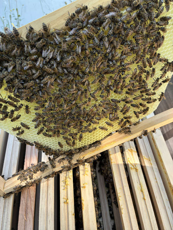 Bienenvolk an einer Wabe