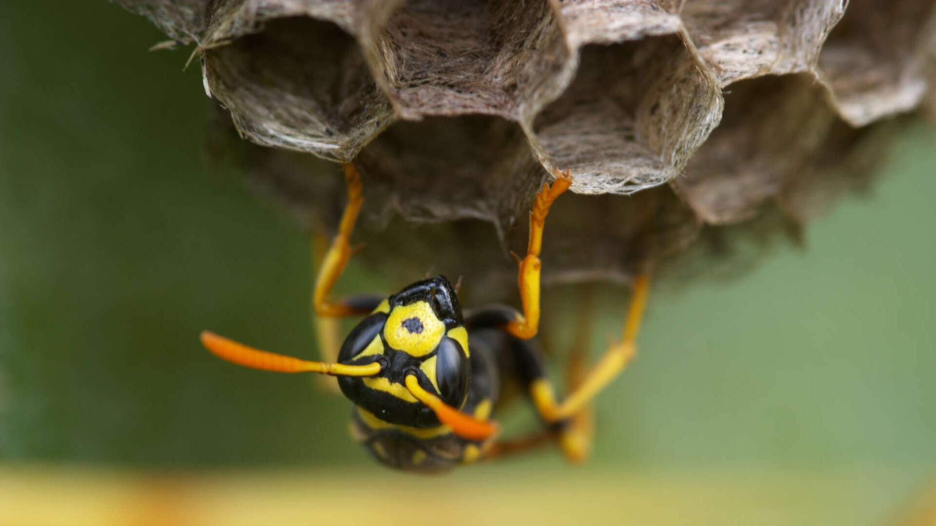 Wespe sitzt auf einer Wabe