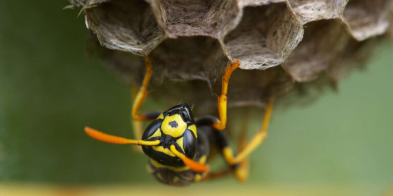 Wespe sitzt auf einer Wabe
