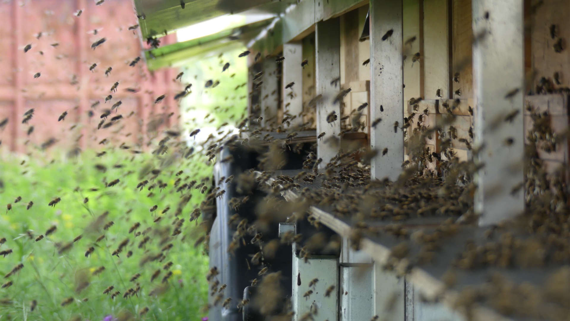 Bienenstoc Reges Bienenvolk, das auf den Bienestock zufliegt.