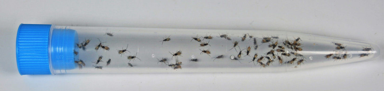 Roehrchen mit Schlupfwespen Röhrchen mit vielen kleinen Schlupfwespen