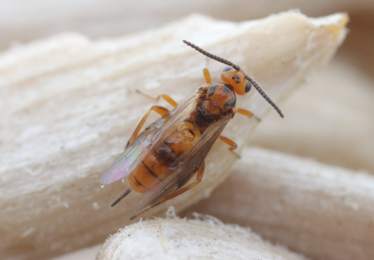 Schlupfweste Bild einer Schlupfwespe