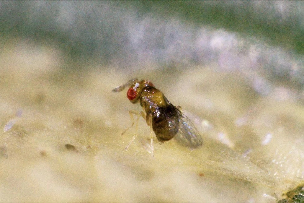 Schlupfweste 02 Schlupfwespe