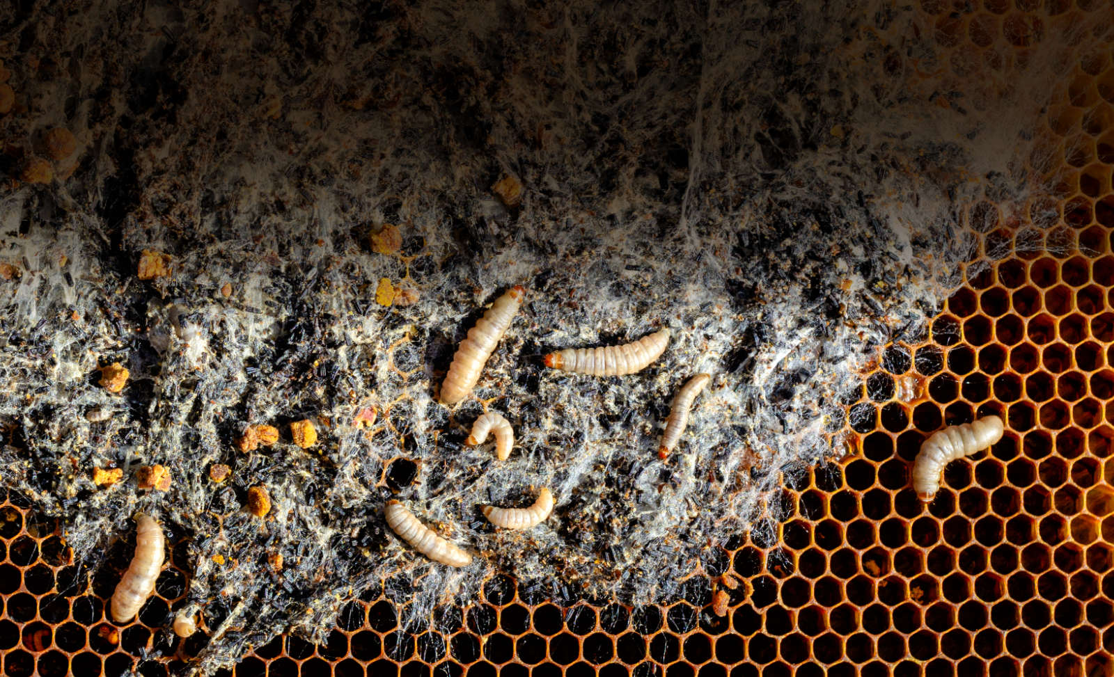 Wachsmotten zerstören die Waben.