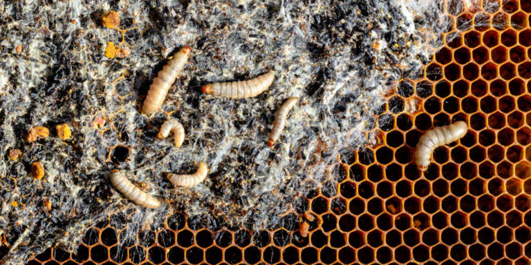 Wachsmotten zerstören die Waben.