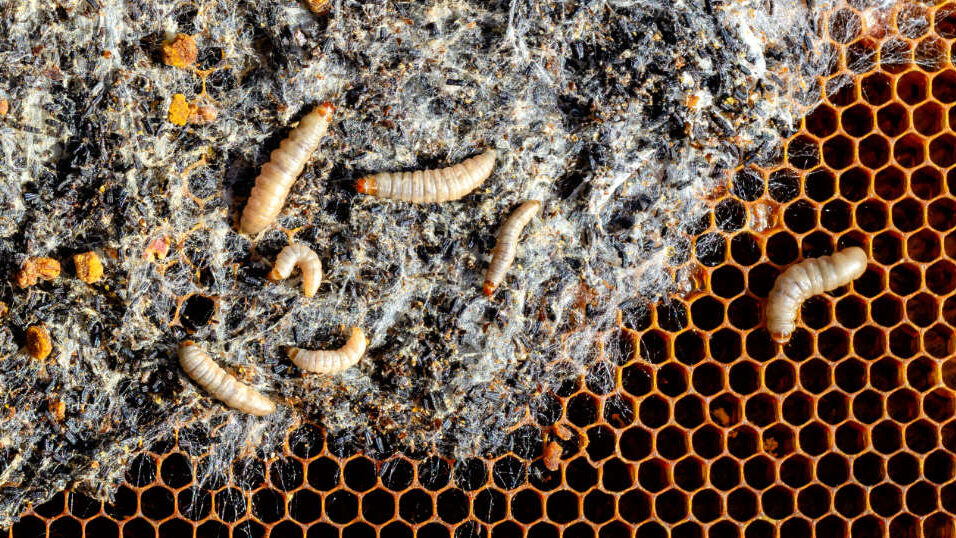 Wachsmotten zerstören die Waben.