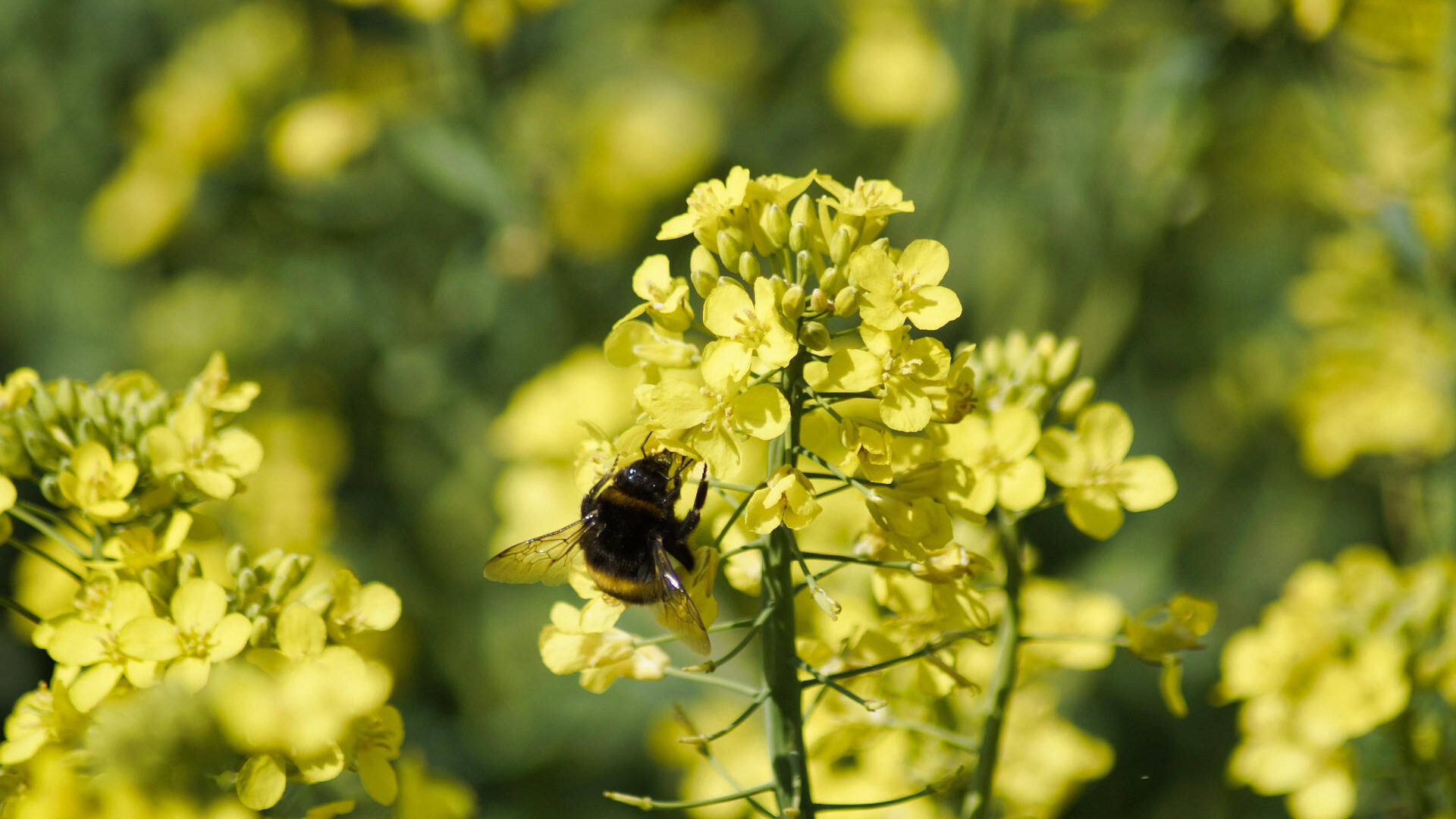 Das Bild zeigt eine Hummel auf Rapsblüten