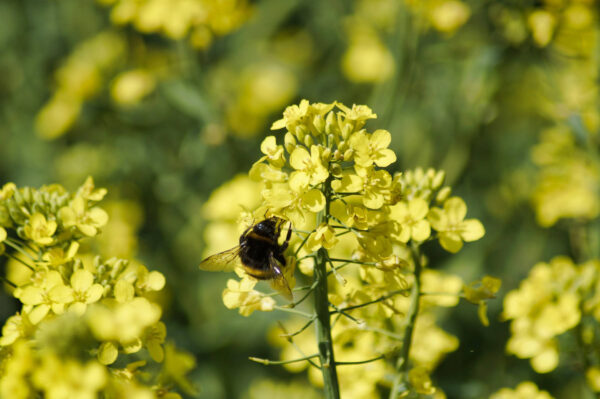 Das Bild zeigt eine Hummel auf Rapsblüten