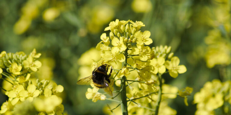 Das Bild zeigt eine Hummel auf Rapsblüten