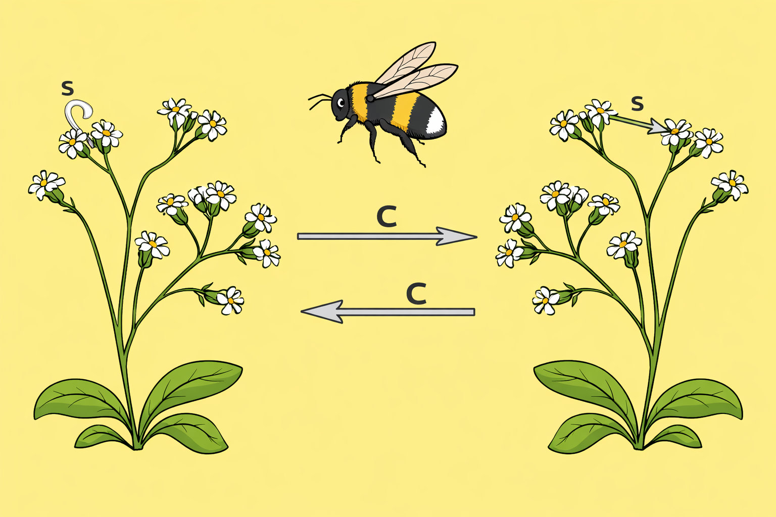 Schaubild zu Bestaeubungsangebot Mit Hummeln Schaubild zur Bestäubung: Eine Hummel überträgt Pollen zwischen zwei blühenden Pflanzen; Pfeile zeigen den Pollentransfer zwischen den Blüten.